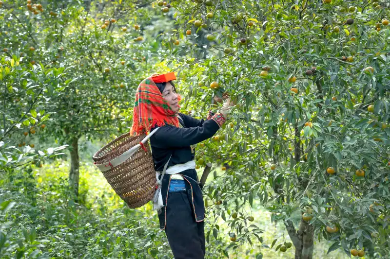 云南中小企业品牌视觉系统建设中的VI设计关键要点